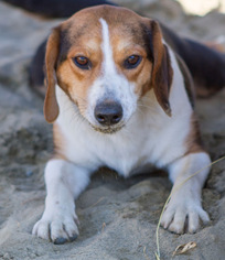 Beagle-Unknown Mix Dogs for adoption in Williston, VT, USA