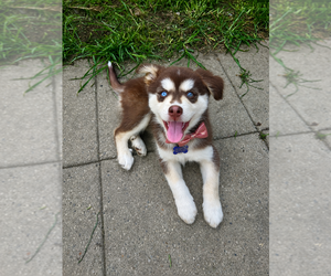 Alusky Dogs for adoption in Springdale, PA, USA