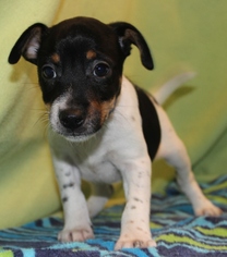 Jack Russell Terrier Dogs for adoption in Hillsdale, IN, USA