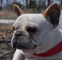 French Bulldog Dogs for adoption in Alton, IL, USA