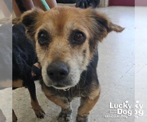 Labrador Retriever-Retriever  Mix Dogs for adoption in Washington, DC, USA
