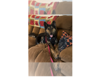 German Shepherd Dog Dogs for adoption in Springdale, PA, USA
