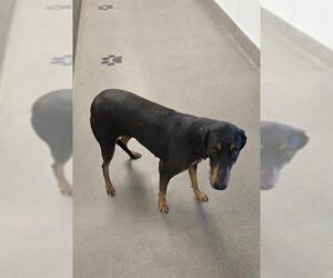 Doberman Pinscher Dogs for adoption in HESPERIA, CA, USA