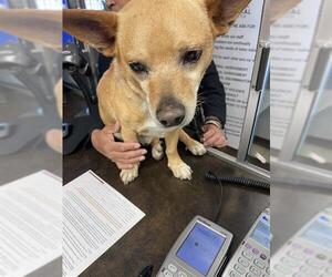 Mutt Dogs for adoption in Stockton, CA, USA