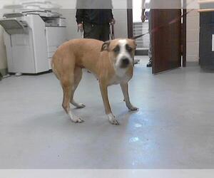 American Pit Bull Terrier-Unknown Mix Dogs for adoption in Fayetteville, NC, USA