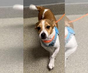 Chiweenie Dogs for adoption in Las Vegas, NV, USA