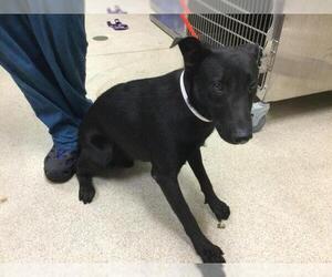 Labrador Retriever-Unknown Mix Dogs for adoption in Riverside, CA, USA