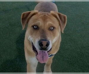 Labrador Retriever-Unknown Mix Dogs for adoption in Martinez, CA, USA