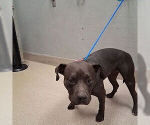 American Pit Bull Terrier-Unknown Mix Dogs for adoption in Las Vegas, NV, USA