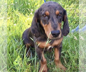 Basschshund Dogs for adoption in Batavia, OH, USA