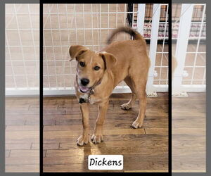 Labrador Retriever-Unknown Mix Dogs for adoption in Granbury, TX, USA