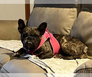 French Bulldog Dogs for adoption in Catasauqua, PA, USA
