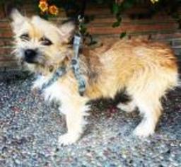 Cairn Terrier Dogs for adoption in Santa Cruz, CA, USA