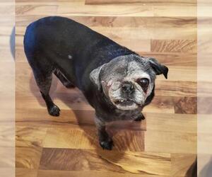 Pug Dogs for adoption in Fargo, ND, USA