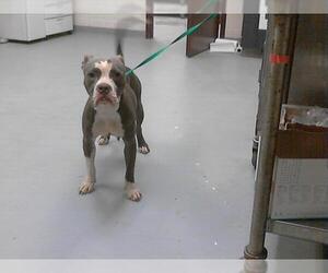 American Pit Bull Terrier-Unknown Mix Dogs for adoption in Fayetteville, NC, USA
