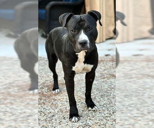 American Pit Bull Terrier-Unknown Mix Dogs for adoption in Conroe, TX, USA