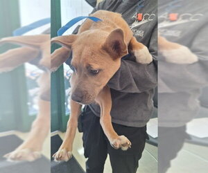 German Shepherd Dog-Unknown Mix Dogs for adoption in Anchorage, AK, USA