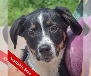 Australian Shepherd-Unknown Mix Dogs for adoption in Huntley, IL, USA
