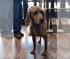 Redbone Coonhound Dogs for adoption in Franklin, IN, USA