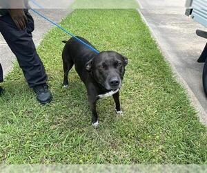 American Pit Bull Terrier-Labrador Retriever Mix Dogs for adoption in Houston, TX, USA