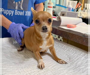 Chihuahua Dogs for adoption in Benton, LA, USA