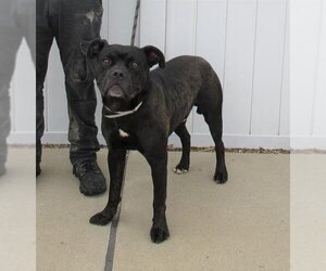 American Pit Bull Terrier Dogs for adoption in Louisville, KY, USA