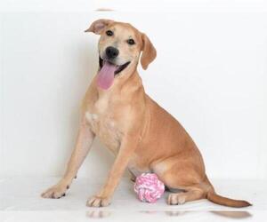 Anatolian Shepherd-Unknown Mix Dogs for adoption in Oroville, CA, USA