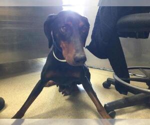 Doberman Pinscher Dogs for adoption in Riverside, CA, USA