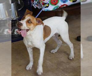 Labmaraner Dogs for adoption in Bandera, TX, USA