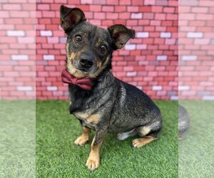 Dorgi Dogs for adoption in Corona, CA, USA