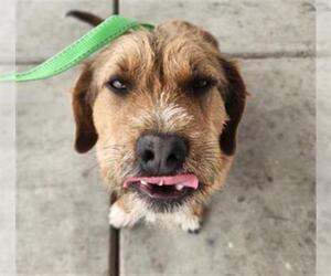 Petit Basset Griffon Vendeen Dogs for adoption in Bakersfield, CA, USA