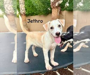 Greater Swiss Mountain Dog-Labrador Retriever Mix Dogs for adoption in Cave Creek, AZ, USA