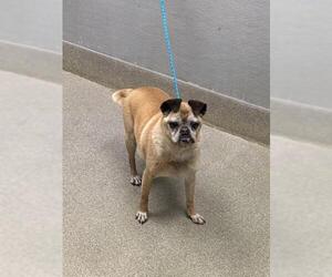 Pug-Unknown Mix Dogs for adoption in Las Vegas, NV, USA