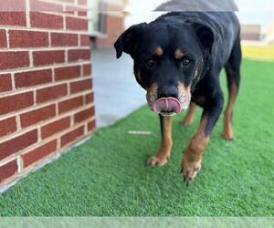 Rottweiler-Unknown Mix Dogs for adoption in Grand Prairie, TX, USA