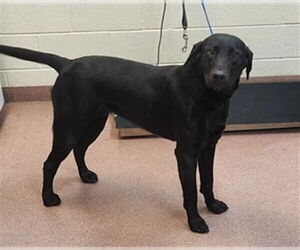 Labrador Retriever Dogs for adoption in Ogden, UT, USA