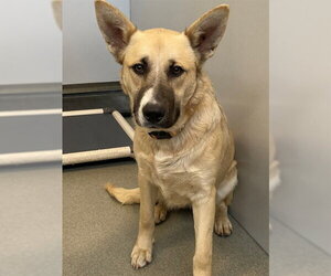 German Shepherd Dog-Unknown Mix Dogs for adoption in Fayetteville, NC, USA