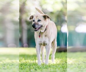 Labrador Retriever-Unknown Mix Dogs for adoption in Miami, FL, USA