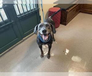 Catahoula Leopard Dog-Unknown Mix Dogs for adoption in Pasadena, CA, USA