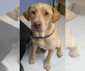 Labrador Retriever-Unknown Mix Dogs for adoption in Hillsboro, NH, USA