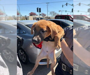 Rhodesian Ridgeback-Unknown Mix Dogs for adoption in Stockton, CA, USA