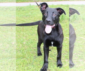 Mutt Dogs for adoption in Prattville, AL, USA