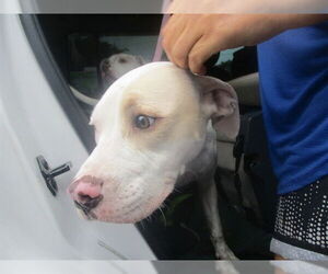 Labrador Retriever Dogs for adoption in Ocala, FL, USA