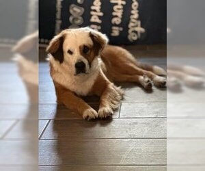 Saint Bernard Dogs for adoption in Calverton, NY, USA