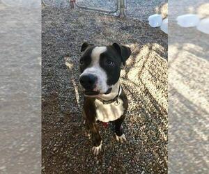 Bulloxer Dogs for adoption in Chandler, AZ, USA