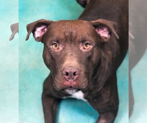 Mastador Dogs for adoption in Guthrie, OK, USA