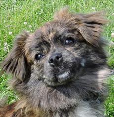 Pominese Dogs for adoption in Nashville, IN, USA