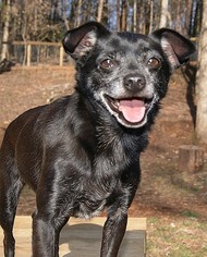 Chihuahua-Unknown Mix Dogs for adoption in Greenville, SC, USA