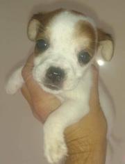 Jack Russell Terrier Dogs for adoption in Bronx, NY, USA