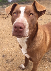 Boxer Dogs for adoption in Mankato, MN, USA
