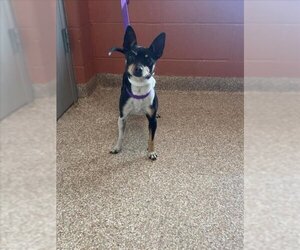 Chihuahua Dogs for adoption in Pueblo, CO, USA